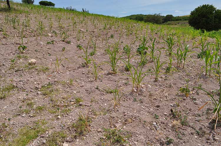 En riesgo, mil 200 hectáreas de cultivos por sequía en Tehuacán