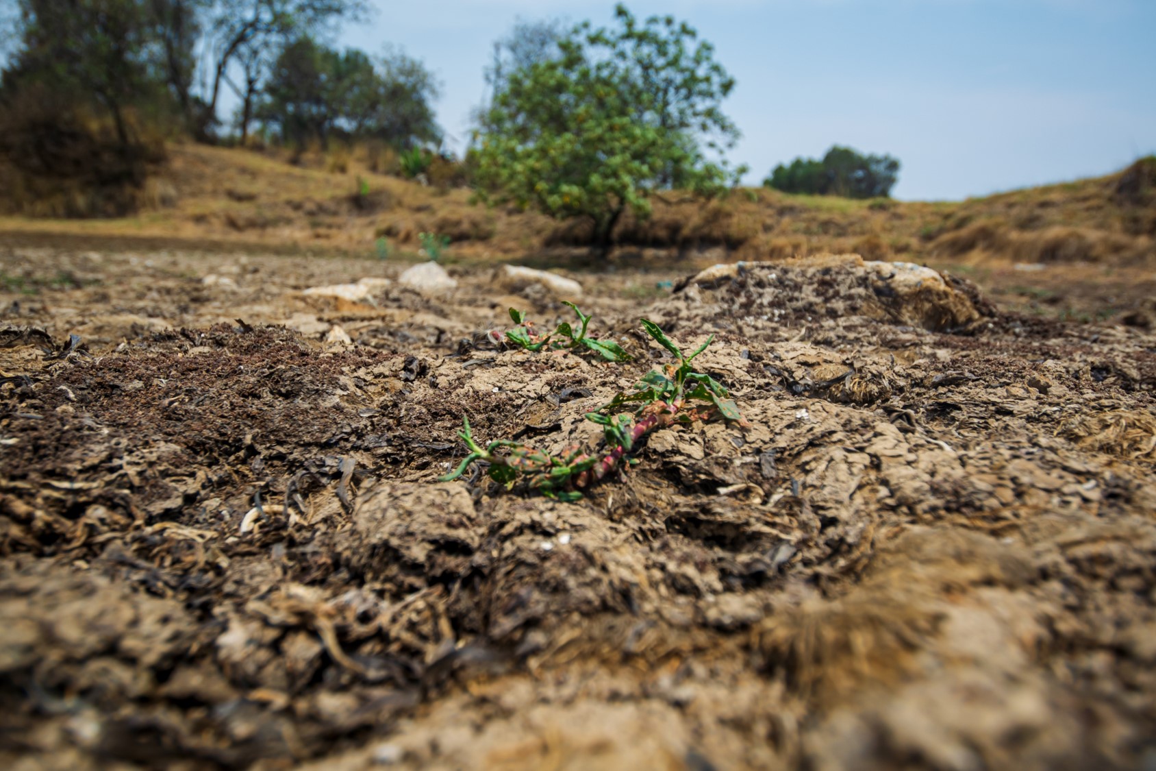 Un total de 204 municipios poblanos presentan sequía