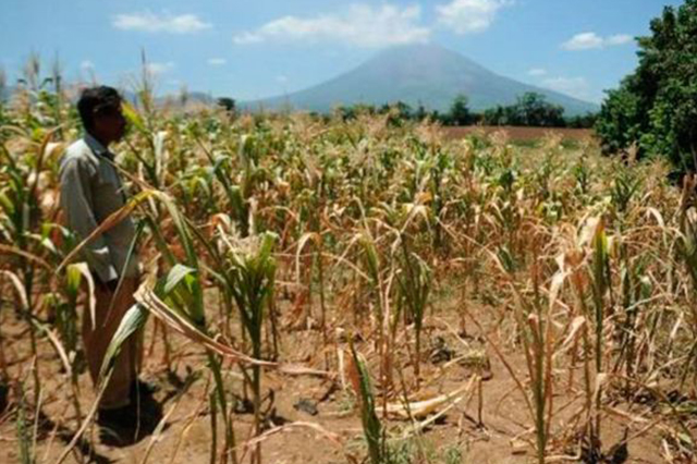 Apoyarán a campesinos afectados por sequía en San Andrés Cholula