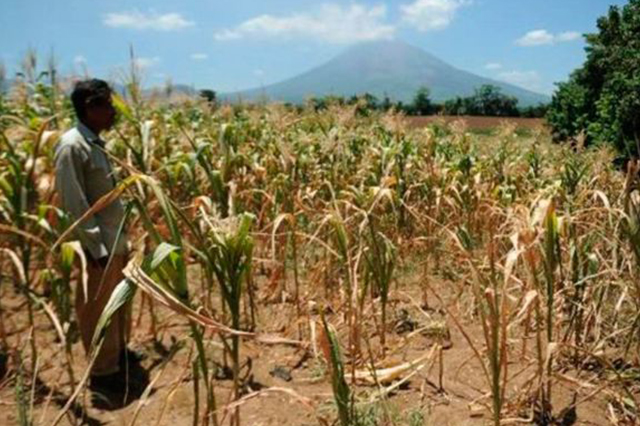 Piden apoyos emergentes para cultivos ante ola de calor y sequía