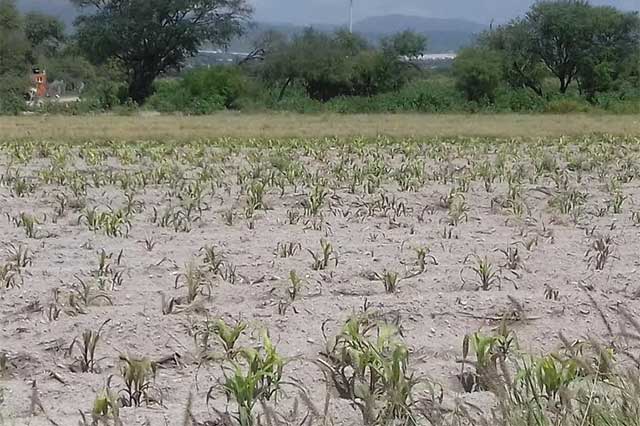 Sequía afecta 350 hectáreas de cultivos en la región de Tehuacán