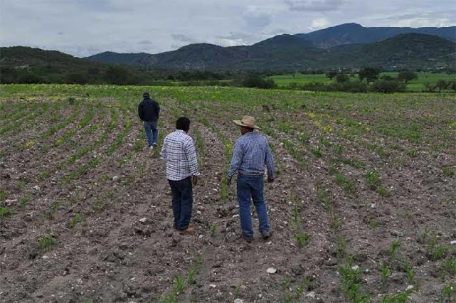 Se prepara Atlixco en caso de afectaciones a cultivos por sequías