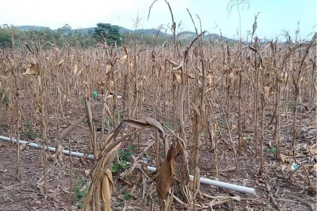 En la Mixteca poblana piden apoyo por pérdida de cosechas de sorgo y maíz   
