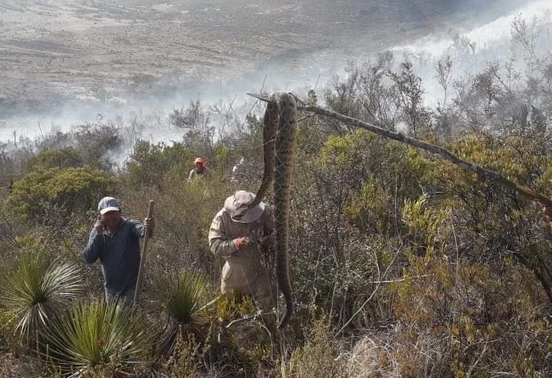 Incendio pone en riesgo a fauna de la Biosfera Cuicatlán-Tehuacán