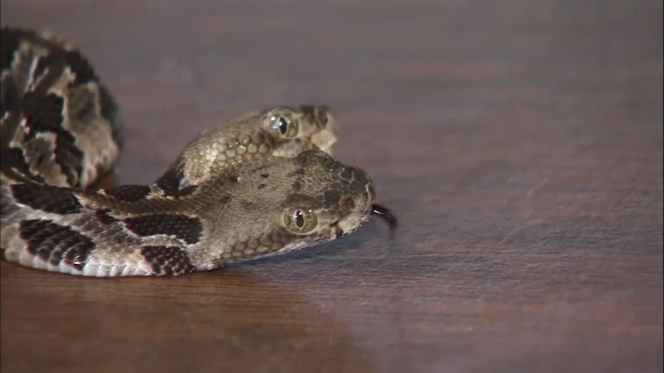 VIDEO Sorprende hallazgo de serpiente de dos cabezas