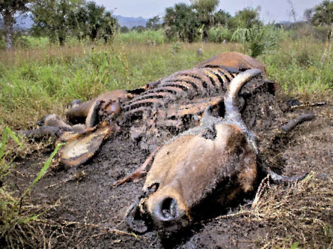Mueren 7,500 cabezas de ganado por la sequía en Veracruz