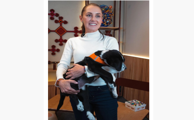 Sheinbaum adopta a la perrita "La Cuatro"