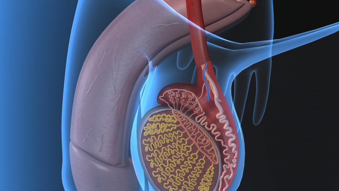 Riesgo de cáncer de testículo aumenta entre los 18 y 35 años: Secretaría de Salud