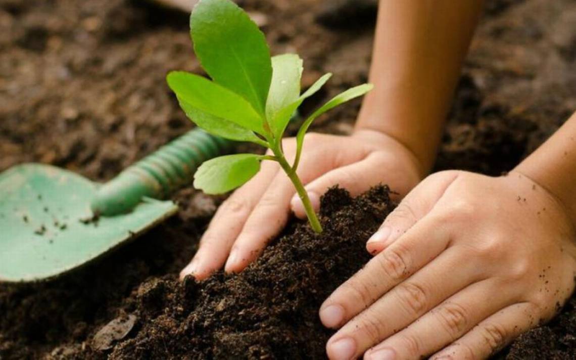 Plan de reforestación para Puebla capital es de 30 mil árboles  