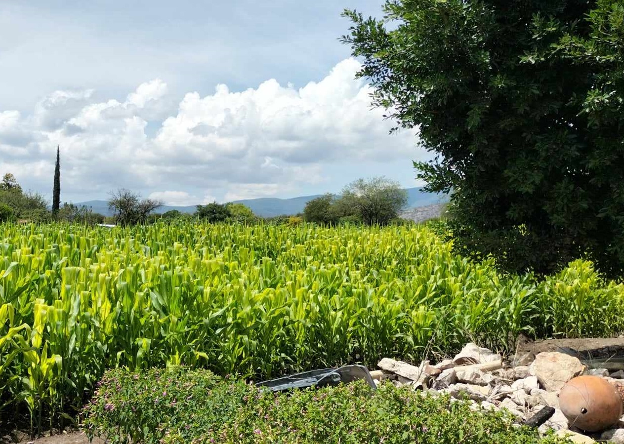 Falta de agua pone en riesgo sembradíos en la región de Tehuacán