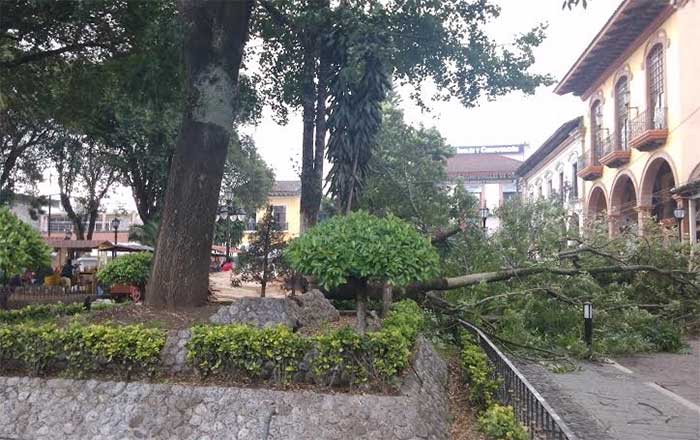 Caída de árbol dejó sin luz a Huauchinango la tarde del miércoles