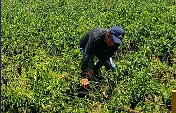  Productores de chile poblano en Texmelucan reportan pérdidas del 25%