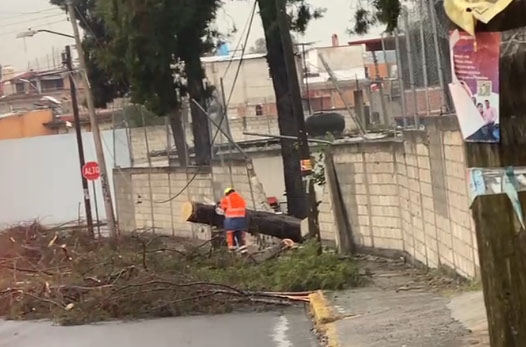 Tras lluvia árbol tumba barda en primaria Alfredo Bonfil