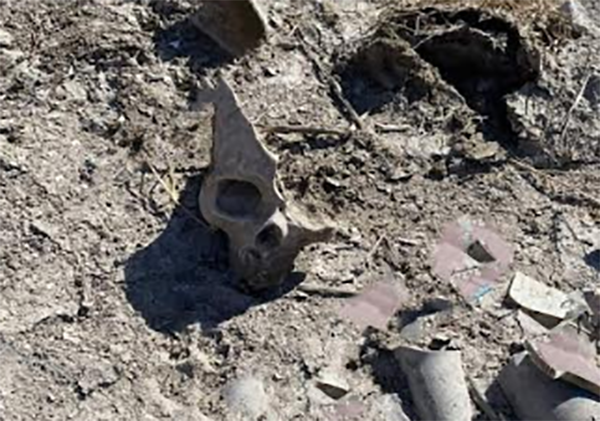 Hallan cráneo humano al fondo de canal de Valsequillo en Tecamachalco 