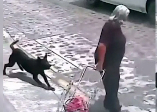 VIDEO Peluditos atacan a abuelita en calles de Querétaro