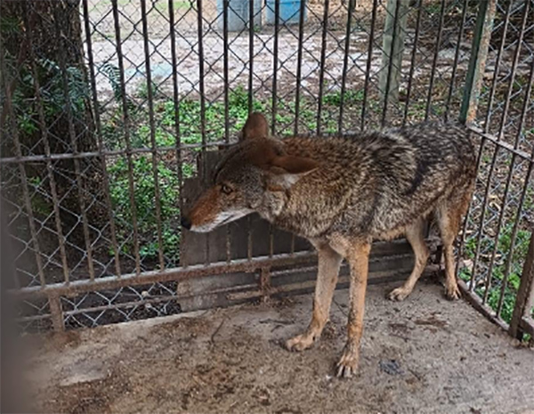 Coyote capturado en Tecamachalco fue enviado al zoológico de Tecali