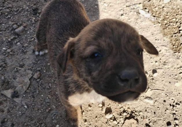 Abandonan a camada de cachorros en Atlixco