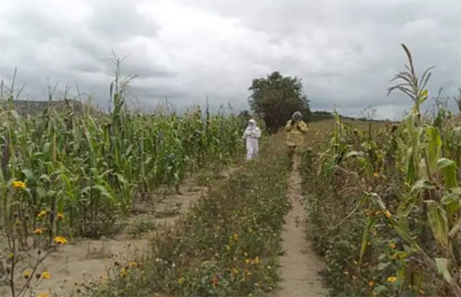 Abejas pican y matan a dos caballos en Serdán; jinetes se salvan