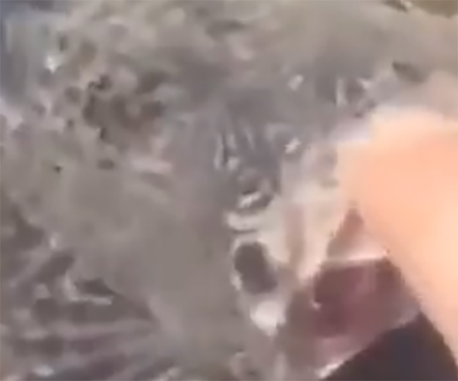 VIDEO Captan a pez sin cabeza nadando en un lago