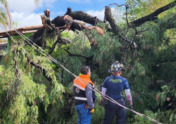 Otro árbol colapsa por lluvias en Atlixco