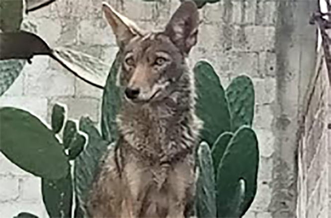 Presencia de coyote moviliza a cuerpos de seguridad en Tecamachalco