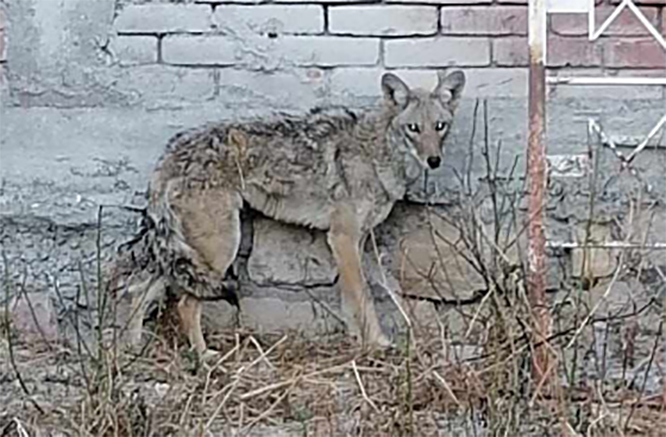 Continúan la búsqueda del coyote domesticado Chucho en Tehuacán