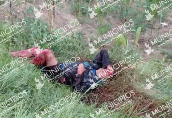 Jauría de perros ataca a un hombre en Tlaxcala y lo deja herido de gravedad
