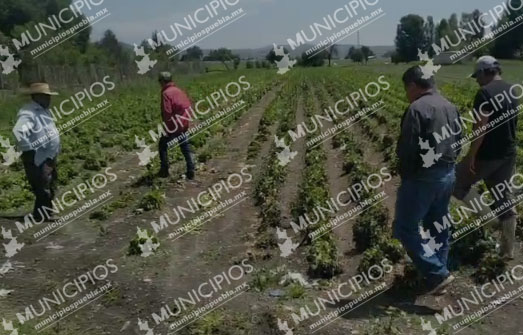 Campesinos de Texmelucan reportan perdías en cultivos del 80% tras lluvias