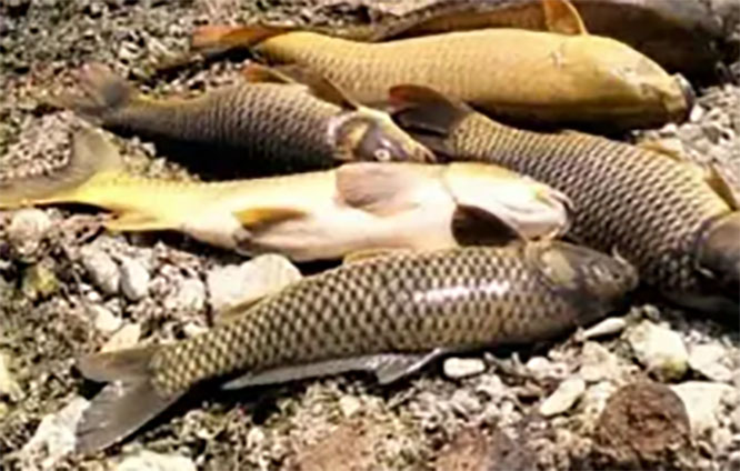Registran muerte de decenas de peces en río en Hidalgo