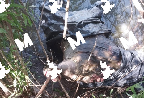 Hallan en Yehualtepec restos humanos dentro de bolsas