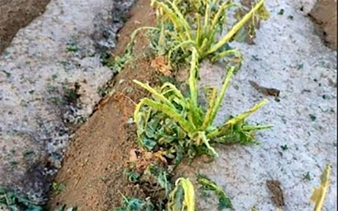 Granizada en municipios poblanos deja afectaciones en el campo 