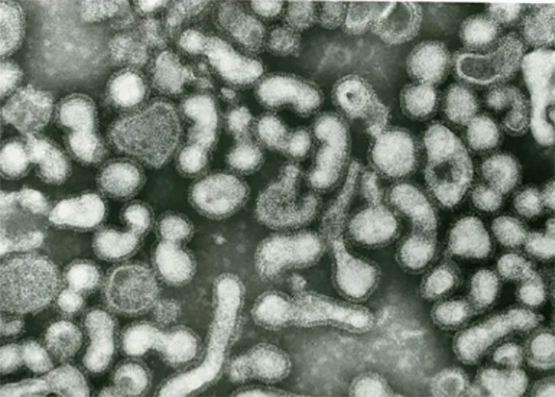 México, libre de gripe aviar subtipo H5N1