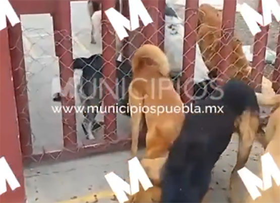 Urgen rescate de perros atrapados en el relleno sanitario de Calpan