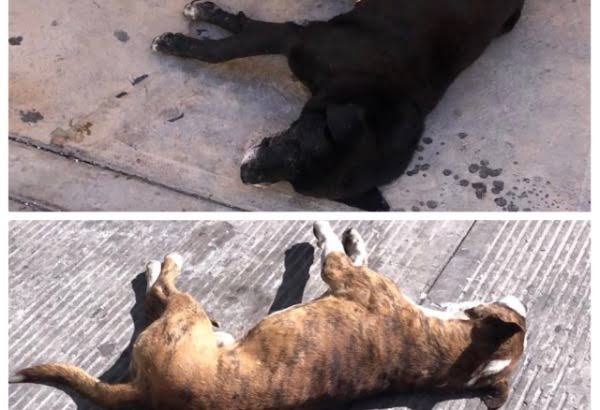 Exigen castigo a los responsables de envenenar perros en San Salvador