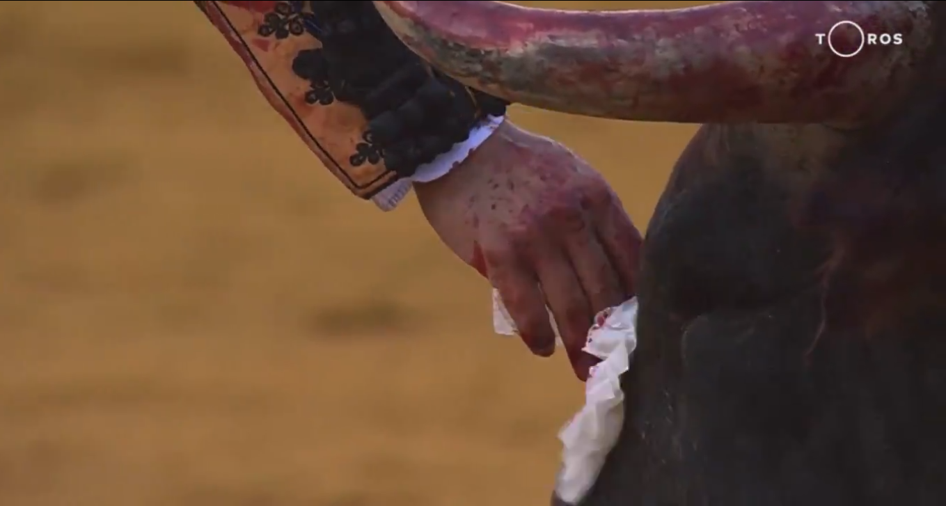 VIDEO Torero mata a toro, pero antes le limpia las lágrimas