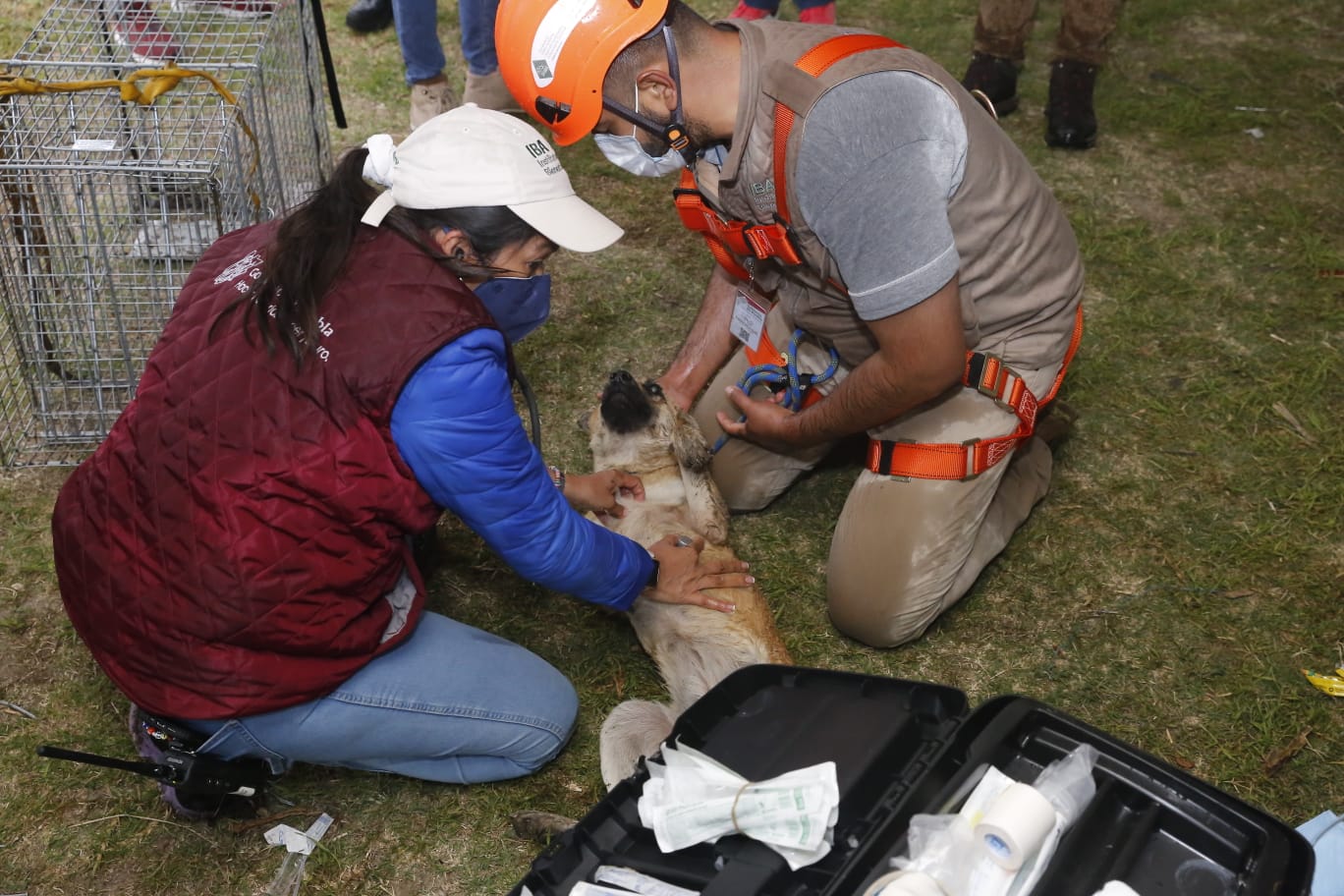 VIDEO Rescatan con vida a Spay y Spike tras caer en socavón en Juan C. Bonilla