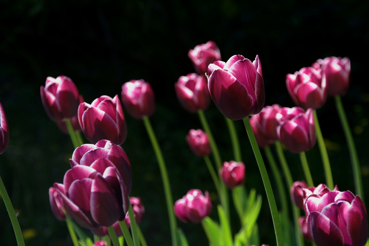 En Cabrera brilla el Amor; venta de tulipanes en Atlixco