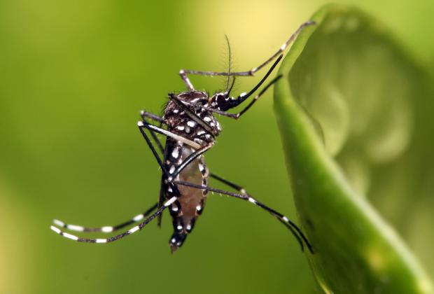 Puebla llega a 1,233 casos de dengue en 2024: Salud