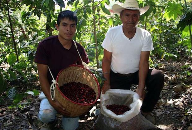 Café alcanza precios históricos en el mercado internacional y beneficia al mercado poblano