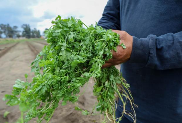 Incrementa el precio del cilantro por falta de lluvias