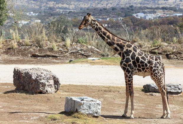 VIDEO Cámara y acción: revive este jueves la llegada de Benito a Africam Safari