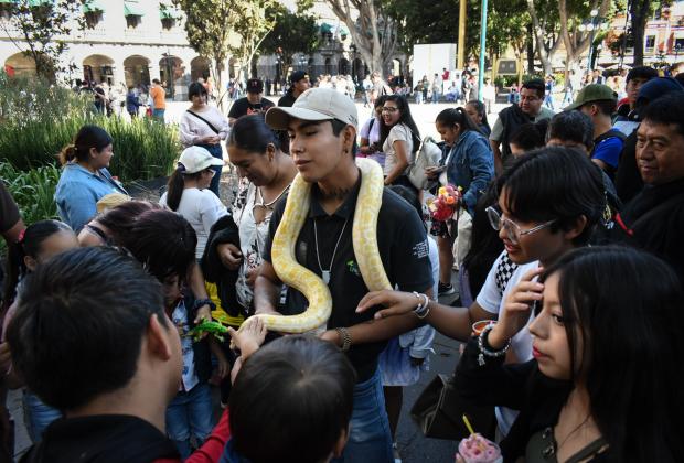 Reptiles se apoderan del zócalo de Puebla