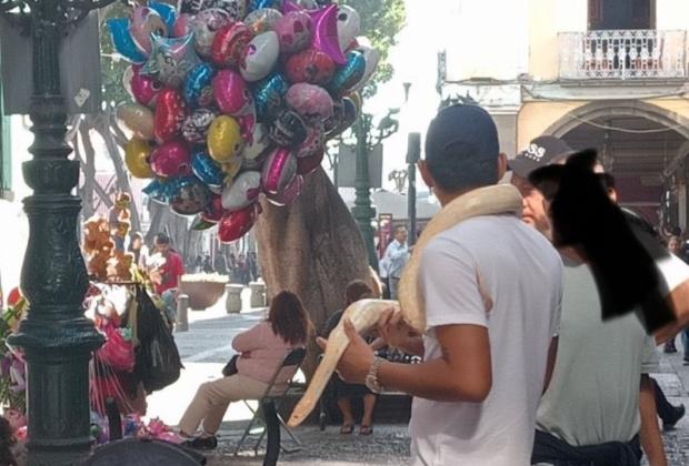 Denuncian venta de animales exóticos cerca del zócalo de Puebla capital