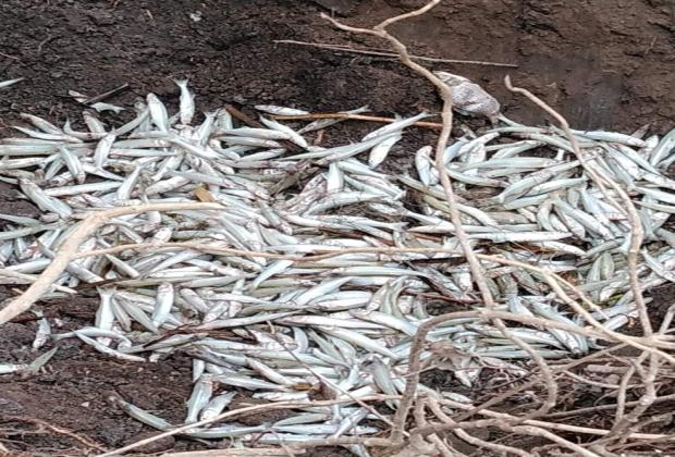 Conagua ya investiga muerte de peces en San Bernardino Lagunas