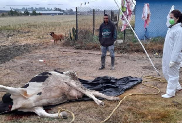 Alertan muerte atípica de bovinos en Hidalgo; recomiendan no utilizar la pollinaza