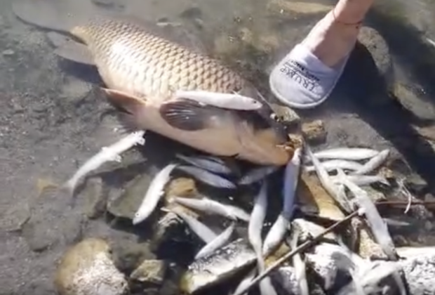 VIDEO Aparecen muertos cientos de peces en San Bernardino Lagunas