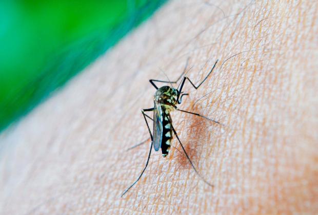 Reporta Salud 14 personas hospitalizadas por dengue en 24 horas