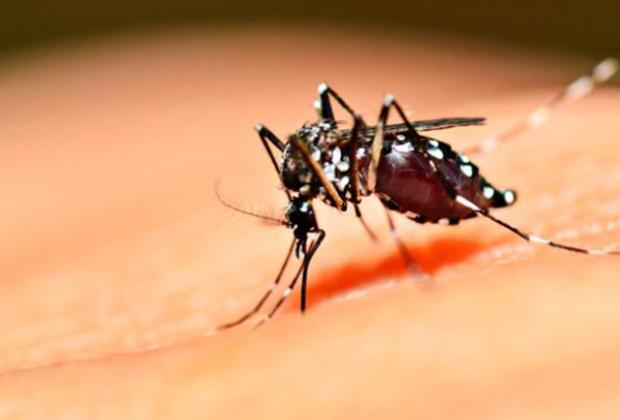 Detectan dengue hemorrágico en escuela de Chietla