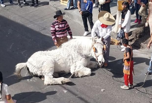 Causa indignación en Atlixco sufrimiento de caballo usado para jalar carroza 