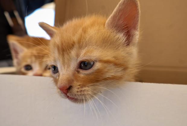 Emiten licitación para construir Célula de Bienestar Animal en Puebla 